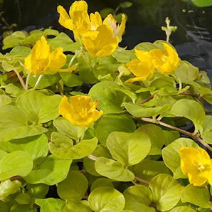 Penningkruid / Lysimachia nummularia Aurea