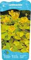 Penningkruid klaar in vijvermand / Lysimachia nummularia ‘Aurea’-2