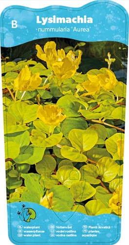 Penningkruid klaar in vijvermand / Lysimachia nummularia ‘Aurea’-2