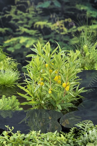 Moeraswederik / Lysimachia thyrsiflora