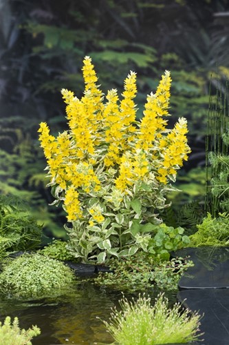 Bont moeraswederik / Lysimachia 'Variegata'