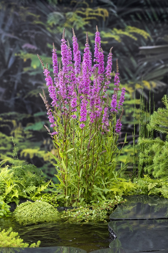 Kattestaart / Lytrum salicaria