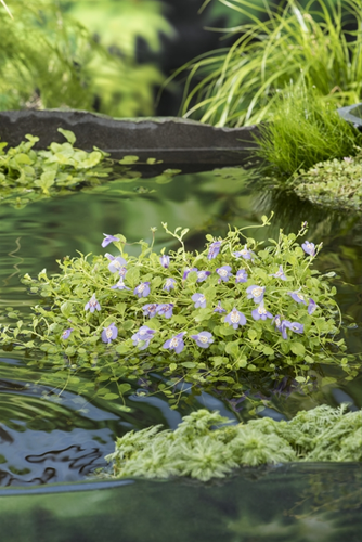 Mazus klaar in vijvermand / Mazus reptans Blauw