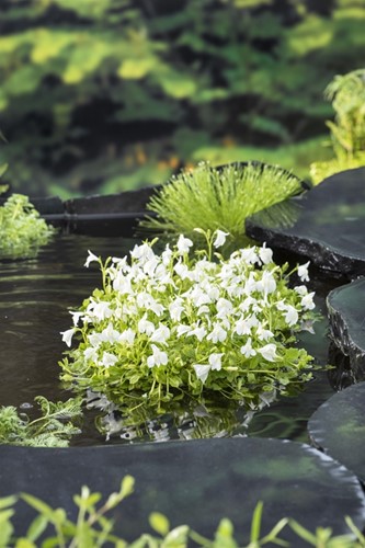 Mazus / Mazus reptans wit