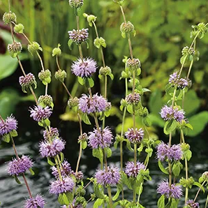 Dwergwatermunt / Mentha pulegium