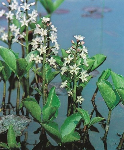 Waterdrieblad / Menyanthes trifoliata