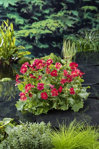 Rode Maskerbloem / Mimulus Bonfire Red