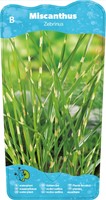 Zebrariet / Miscanthus Zebrinus-2