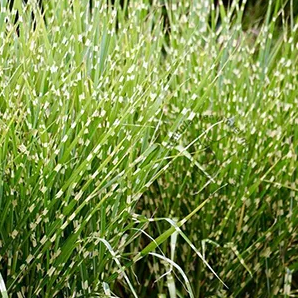 Zebrariet / Miscanthus Zebrinus