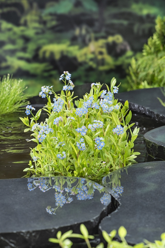 Moeras-vergeet-mij / Myosotis palustris