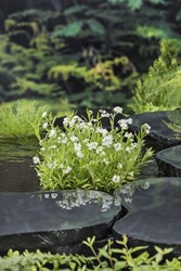 Moeras Vergeet mij / Myosotis palustris 'Alba'
