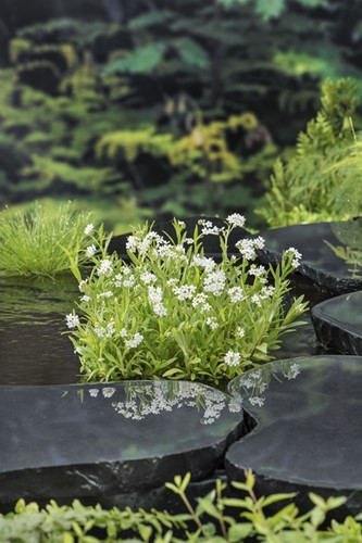 Moeras Vergeet mij / Myosotis palustris 'Alba'