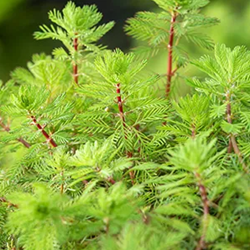 Vederkruid / Myriophyllum rubricaule