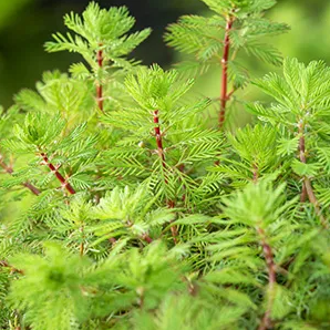 Vederkruid / Myriophyllum rubricaule