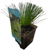 Naaldgras / Scirpus cernuus-3