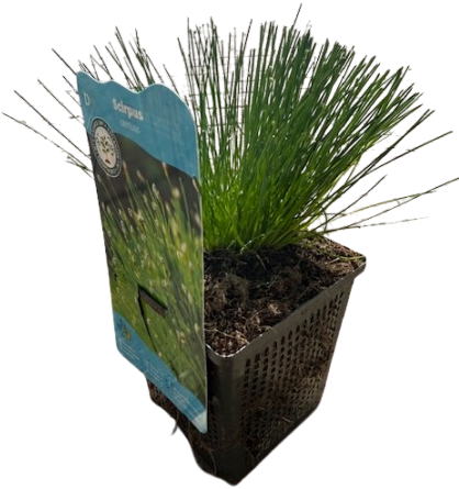 Naaldgras / Scirpus cernuus-3