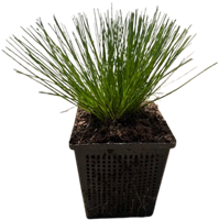 Naaldgras / Scirpus cernuus-2