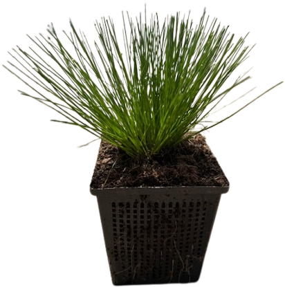 Naaldgras / Scirpus cernuus-2