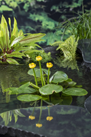 Gele plomp / Nuphar Lutea