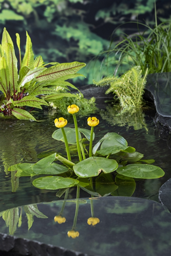 Gele plomp / Nuphar Lutea