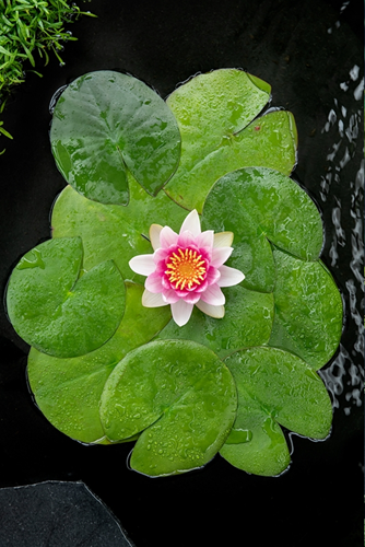Rode waterlelie / Nymphaea Attraction