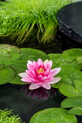 Rode waterlelie / Nymphaea Charles de Meurville’ (per 6 stuks)