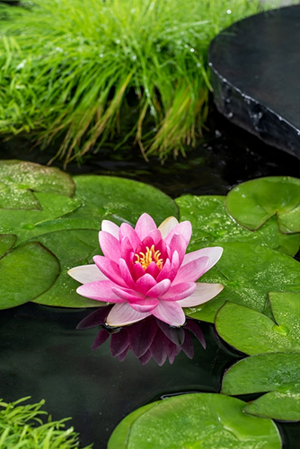 Rode waterlelie / Nymphaea Charles de Meurville’