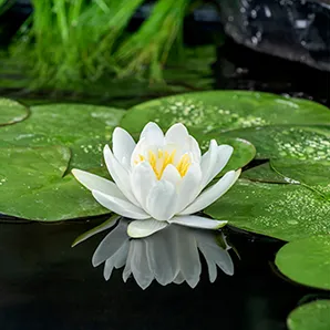 Witte waterlelie / Nymphaea Gladstoniana