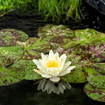 Gele waterlelie / Nymphaea 'Marliacea Chormat'