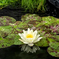 Gele waterlelie / Nymphaea 'Marliacea Chormat'