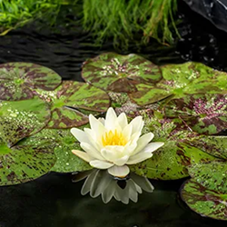 Gele waterlelie / Nymphaea 'Marliacea Chormat' 