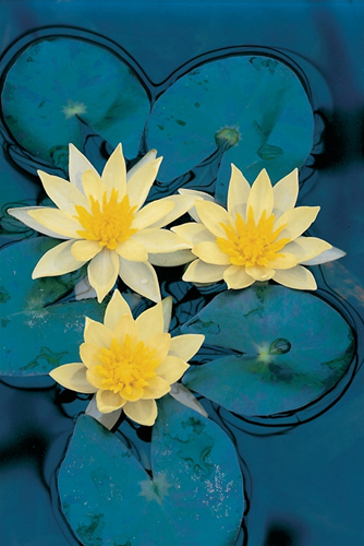 Gele waterlelie / Nymphaea 'Sulphurea'