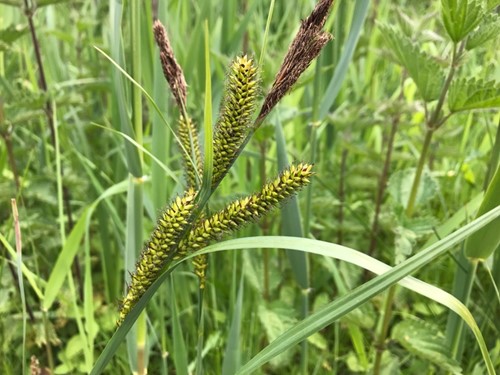 Oeverzegge / Carex riparia