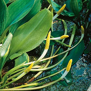 Goudknots / Orontium aquaticum