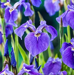 Amerikaanse lis / Iris versicolor