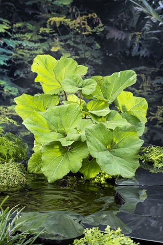 Groot Hoefblad / Petasites hybridus