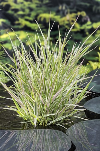 Bont rietgras / Phalaris arundinacea Picta