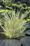 Bont rietgras klaar in vijvermand / Phalaris arundinacea 'Picta"