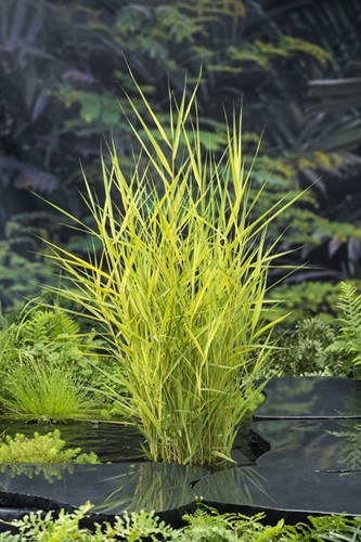 Bont riet / Phragmites australis Variegata
