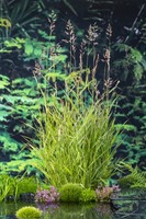 Riet / Phragmites australis