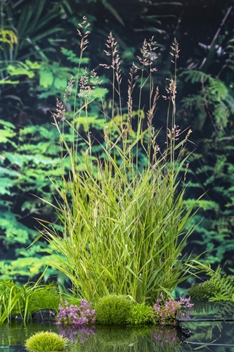 Riet / Phragmites australis