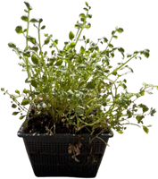Pijptorkruid / Oenanthe fistulosa ‘Flamingo’-2