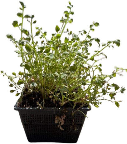 Pijptorkruid / Oenanthe fistulosa ‘Flamingo’-2