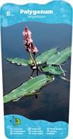 Veenwortel / Polygonum amphibium-2