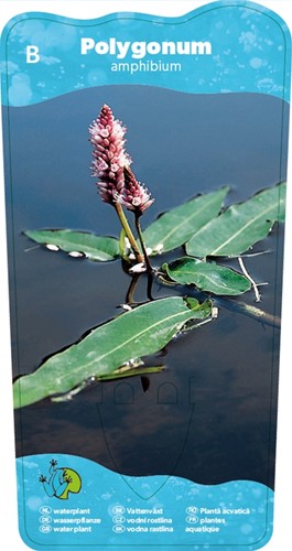 Veenwortel / Polygonum amphibium-2