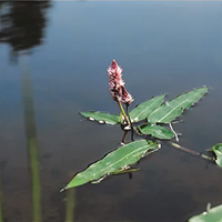 Veenwortel / Polygonum amphibium