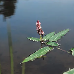 Veenwortel / Polygonum amphibium