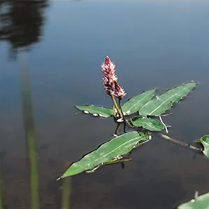 Veenwortel / Polygonum amphibium