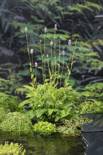 Adderwortel / Polygonum bistorta