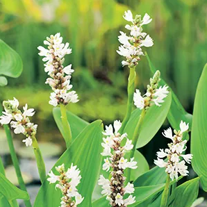 Snoekkruid wit / Pontederia cordata 'Alba'